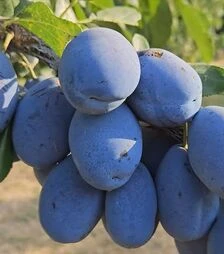 Саженец сливы Стенли ЗКС 2г