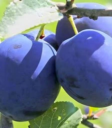 Саженец сливы Топ Хит ЗКС 2г