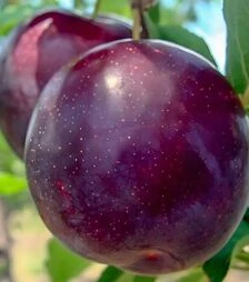 Саженец сливы Анжелино ЗКС 2г