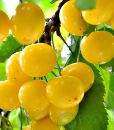 Саженец черешни Дачница ЗКС 2г