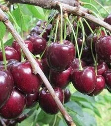 Саженец черешни Кордия ЗКС 2г