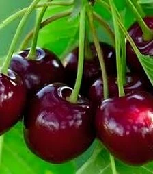 Саженец черешни Крупноплодная ЗКС 2г