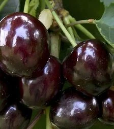Саженец черешни Соверейжн ЗКС 2г
