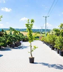Саженец черешни Бурлат (слива птичья) ЗКС 20л