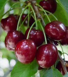Саженец вишни Балатон ЗКС 2г