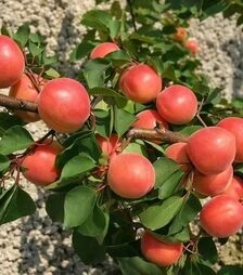Саженец абрикоса Могадор ЗКС 2г