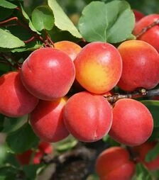 Саженец абрикоса Робада ЗКС 2г