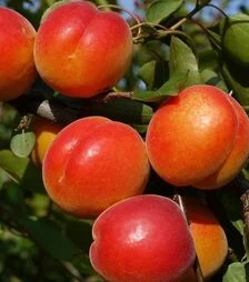 Саженец абрикоса Меджик Кот ЗКС 2г