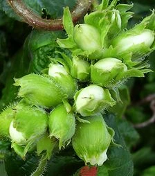 Саженец фундука Вебба Ценный ЗКС 2г