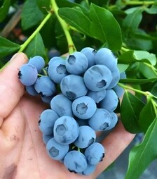 Саженец голубики Блю Голд ЗКС 3г 3л