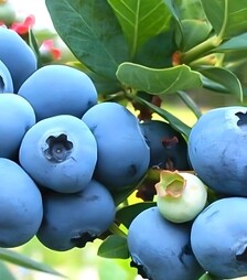 Саженец голубики Блю Джей ЗКС 3г 3л