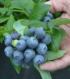 Саженец голубики Спартан ЗКС 3г 3л