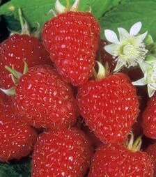 Саджанець малини Зюгана ЗКС 1р 0,5л