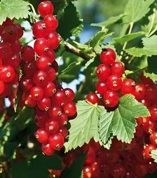 Саженец смородины Августус ЗКС 2г 1,5л