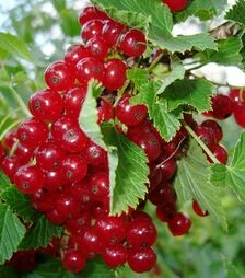 Саженец смородины Роднеус ЗКС 2г 1,5л