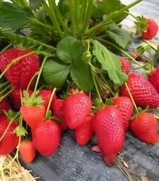 Саженец клубники Мурано ЗКС 1г