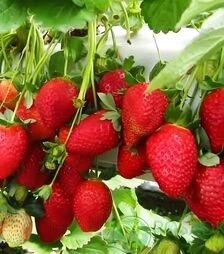 Саженец клубники Клери ЗКС  (3 шт в контейнере) 2г 1,5л
