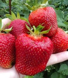 Саженец клубники Джоли ЗКС 1г 0,5л