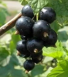 Саженец смородины черной Ориана ЗКС 2г 1,5л