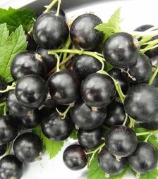 Саженец смородины черной Тисел ЗКС 2г 1,5л