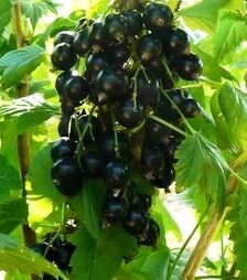 Саженец смородины черной Сказочная ЗКС 2г 1,5л