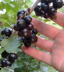 Саженец смородины черной Юбилейная Копаня ЗКС 2г 1,5л