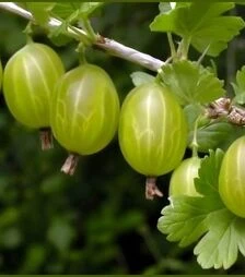 Саджанець аґрусу Малахіт ЗКС 2р 1,5л