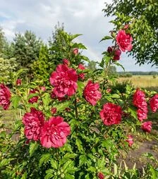 Саджанець гібіскуса Люсі ЗКС 2р 1,5-2л
