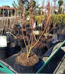 Саджанець гортензії волотистої Межджікал Монт Блан ЗКС 3л