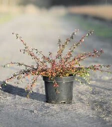 Саджанець кизильника гібридного Скогхольм ЗКС 5л
