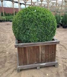 Саджанець самшиту вічнозеленого Куля Екстра ЗКС Woodenbox 1000 d100-120