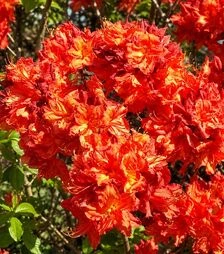 Саженец азалии Кнапп-Хилл Фейерверк ЗКС 15л h60-70