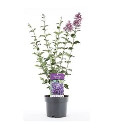 Саженец сирени Блумеранг Дарк Перпл ЗКС 10л h60-80