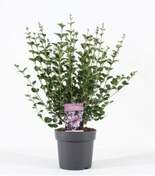 Саженец сирени Мейера Палибин ЗКС 10л h50-60