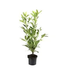 Саженец лавровишни Каукасика ЗКС 7,5л h100-120