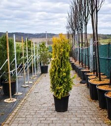 Саджанець туї складчатої Форева Голді Екстра ЗКС 45л h120-140