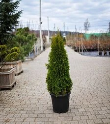 Саджанець туї західної Смарагд ЗКС 45k h120-140