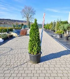 Саджанець туї західної Смарагд ЗКС 60л h100-120