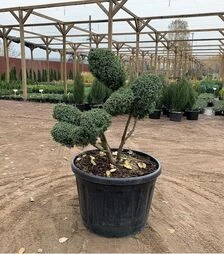 Саджанець ялівцю китайського Блю Альпс бонсай ЗКС 230л h120-140
