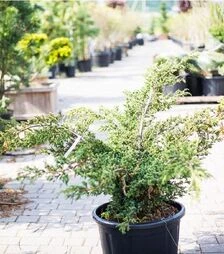 Саджанець ялівцю китайського Блю Альпс ЗКС 60л h100-120