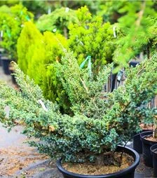 Саджанець ялівцю лускатного Мейєрі ЗКС 45л h40-60