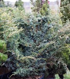 Саджанець ялівцю лускатного Мейєрі ЗКС 110л h100-120