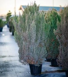 Саджанець ялівцю китайського Стрікта ЗКС 20л