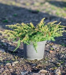 Саджанець ялівцю прибережного Шлягер ЗКС 3л