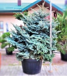 Саджанець ялини колючої Глаука Глобоса ЗКС 60л h80-100