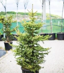 Саджанець ялини колючої ЗКС 110л h120-140