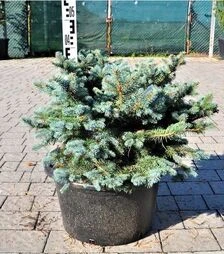 Саджанець ялини колючої Глаука Глобоса ЗКС 45л h50-60