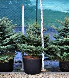 Саджанець ялини колючої Глаука Глобоса ЗКС 100л h100-120