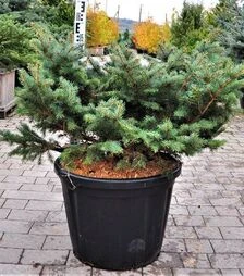 Саджанець ялини колючої Глаука Глобоса ЗКС 80л d80-100