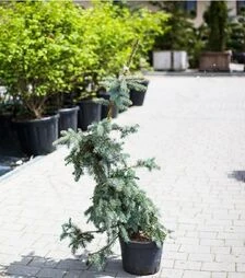Саджанець ялини колючої Хото ЗКС 25л h100-120